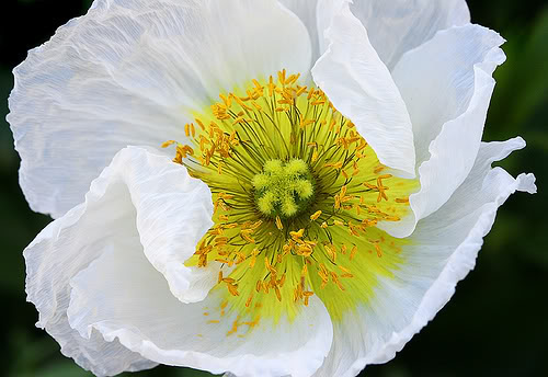 Poppy Ruffl