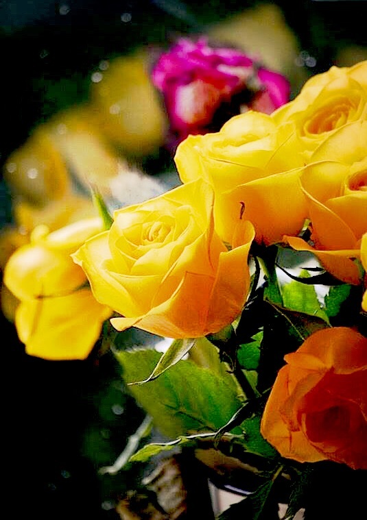 ROSAS
